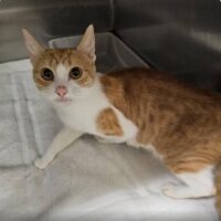 adopt a cat, Beautiful Together Animal Sanctuary