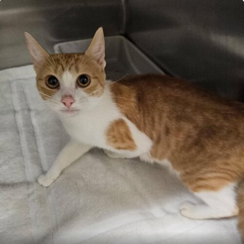 adopt a cat, Beautiful Together Animal Sanctuary