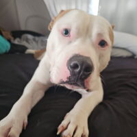 adopt a dog, beautiful together animal sanctuary