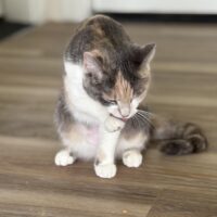 artemis adoptable dilute calico cat bonded rescue cat
