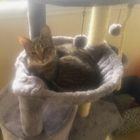harley adoptable tabby cat rescue cat