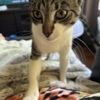 apollo adoptable kitten rescue tabby cat