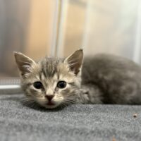 george harrison adoptable tabby kitten