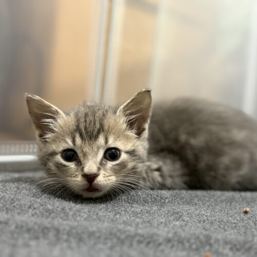 george harrison adoptable tabby kitten