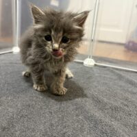 john lennon adoptable long haired kitten grey tabby