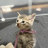 paul mccartney adoptable tabby kitten