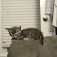 tuna boy adoptable grey tabby kitten