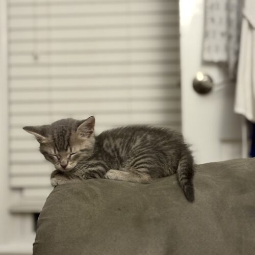 tuna boy adoptable grey tabby kitten