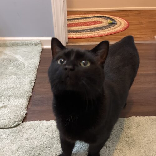 mr man adoptable black cat sweet void baby rescue cat