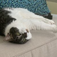 lovey adoptable medium haired cat rescue tabby tuxedo