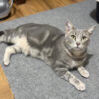 Tuna adoptable grey female cat rescue cat
