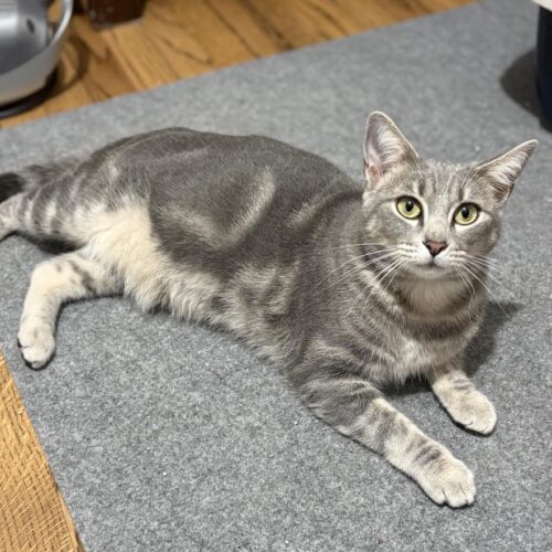 Tuna adoptable grey female cat rescue cat