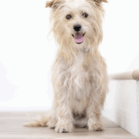 adopt a dog, Beautiful Together Animal Sanctuary, Chapel Hill, North Carolina, pet photography, Nikon Ambassador Tamara Lackey