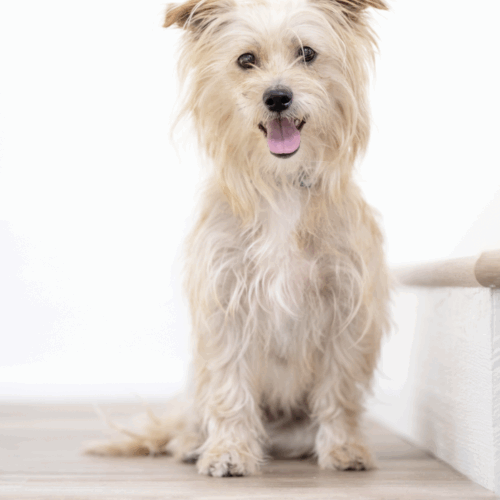 adopt a dog, Beautiful Together Animal Sanctuary, Chapel Hill, North Carolina, pet photography, Nikon Ambassador Tamara Lackey