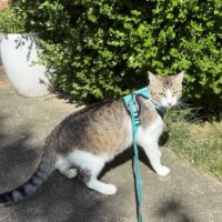 Bubba adoptable grey tabby and white adventure cat