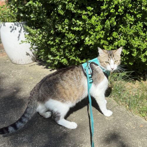Bubba adoptable grey tabby and white adventure cat