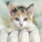 PEACHES