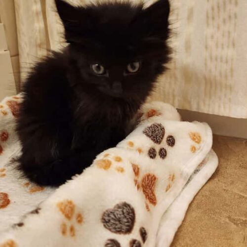 chocolate cake, black forest gato adoptable medium haired kittens cat rescue