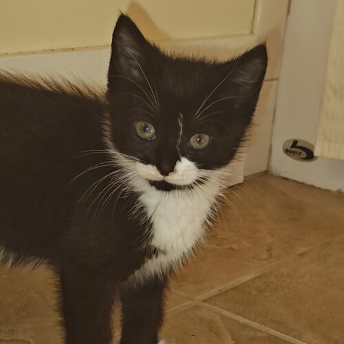 black forest gato adoptable medium haired kittens cat rescue
