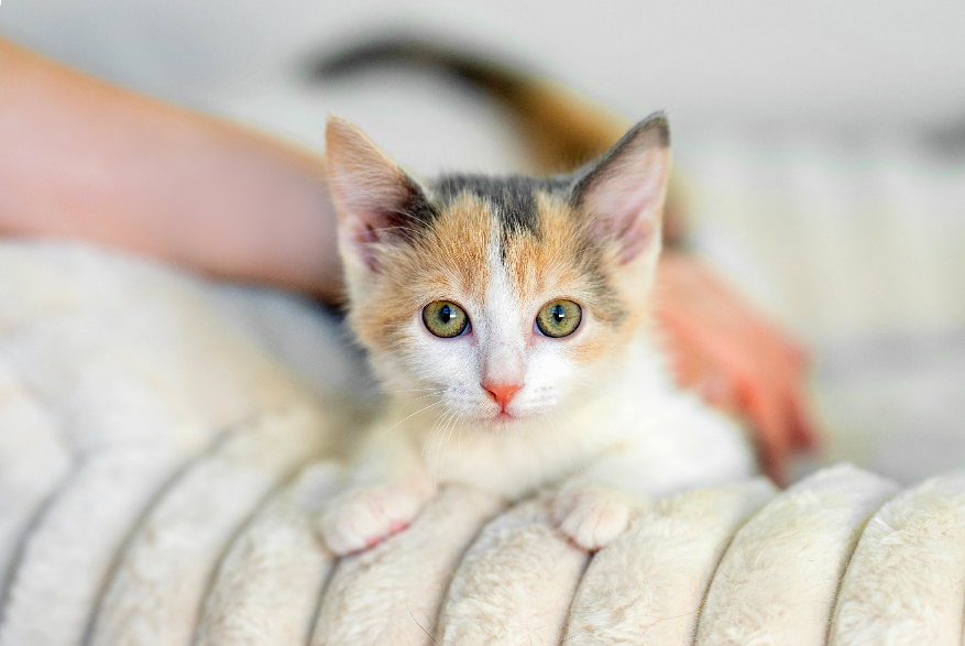 Laura Anne Y., Chapel Hill, NC