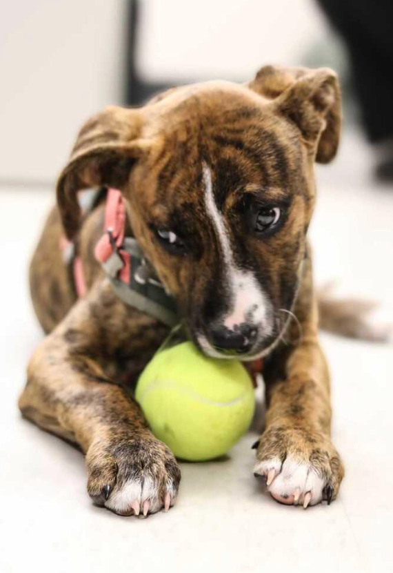 Chris B., Chief of Police, Chapel Hill, NC