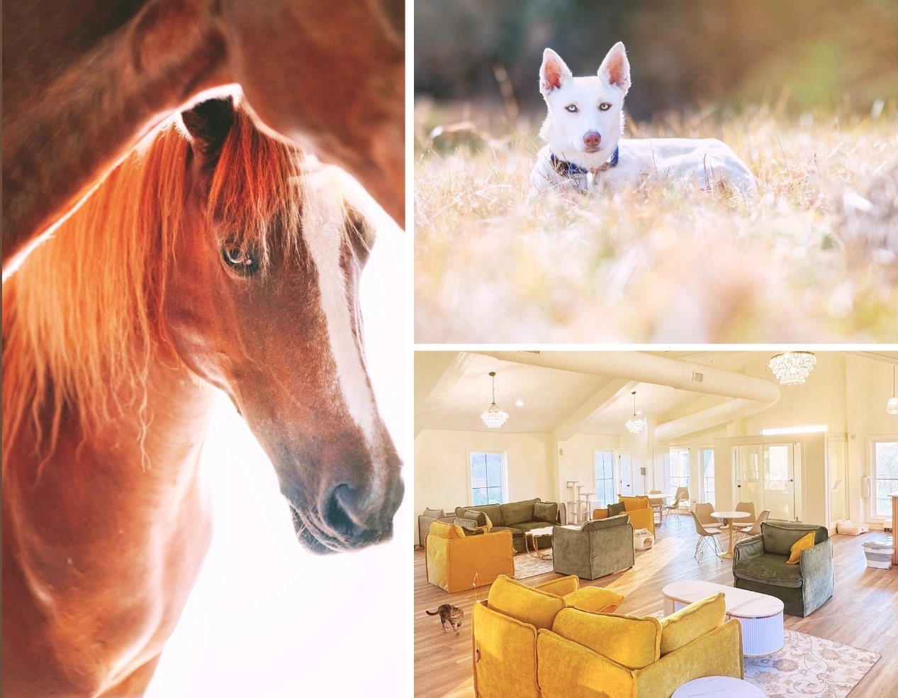 Horse & Donkey Rescue