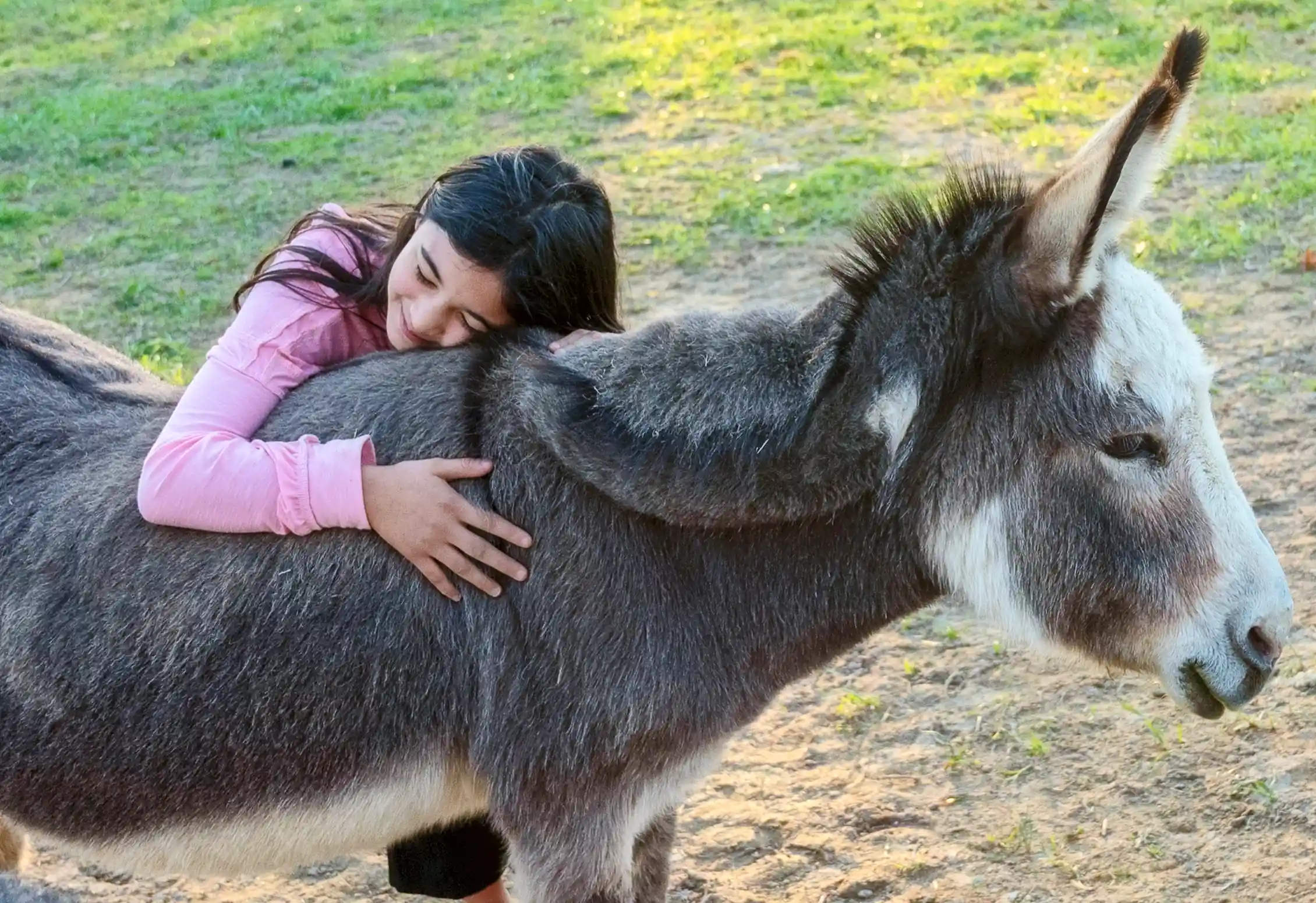 Horse & Donkey Rescue